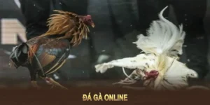 Nắm Rõ Cách Chơi Đá Gà GA28 Tại F8Bet Để Luôn Giành Thắng Lợi
